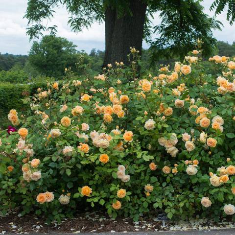 Náhled Crown Princess Margareta™: 