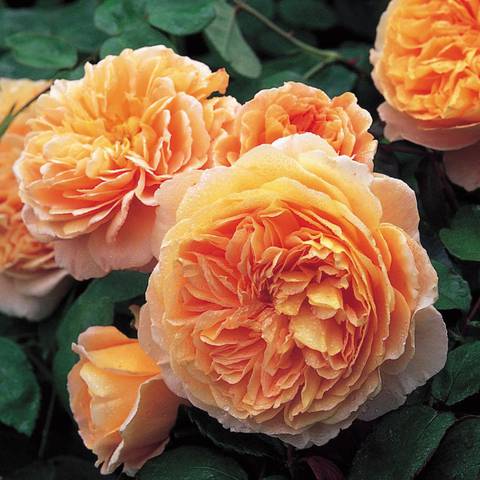 Náhled Crown Princess Margareta™: 