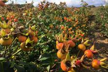 Obrázek růže Morden Centennial