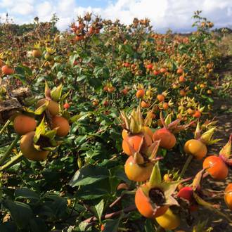 Ilustrační foto Morden Centennial
